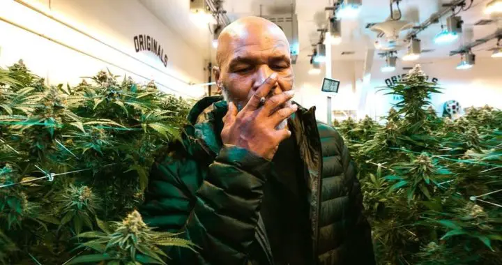 Mike Tyson gagnerait  énormément d’argent grâce à la vente de weed