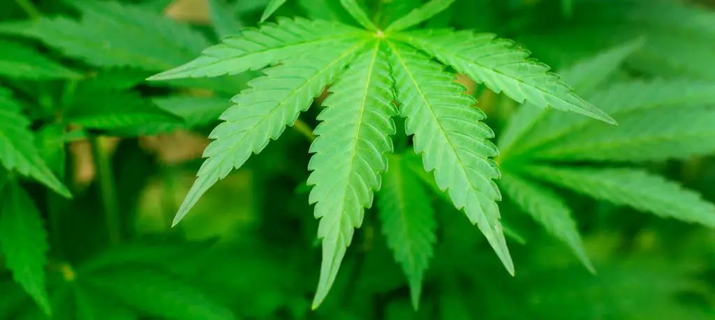 Une étude démontre que 80 % des Français sont favorables à la légalisation du cannabis