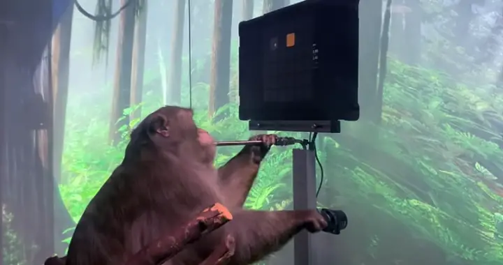 Elon Musk : un singe, doté d’une puce Neuralink, utilise son cerveau pour jouer au jeu vidéo Pong [VIDÉO]
