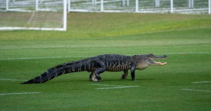 En Floride, un alligator débarque en plein entraînement de foot ! [VIDÉO]