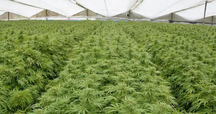 La France, N°1 des consommateurs de cannabis [VIDÉO]