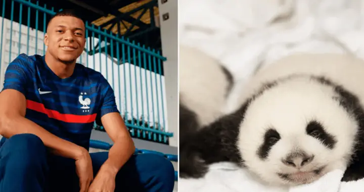 Mbappé est le parrain d’un des deux bébés pandas du zoo de Beauval