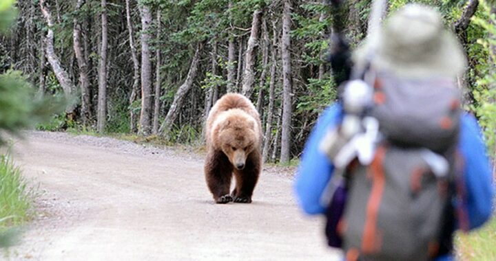 Un lutteur américain sauve son ami d’une attaque de grizzly !