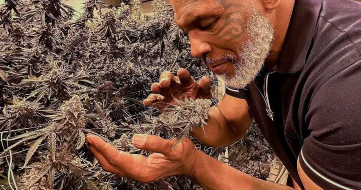 Mike Tyson gagne plus de 500 000 $ par mois grâce à son entreprise de marijuana et consomme 40 000 $