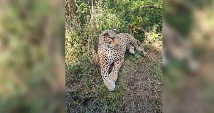 Appelés pour un léopard au bord de la route, les gendarmes retrouvent.. une peluche