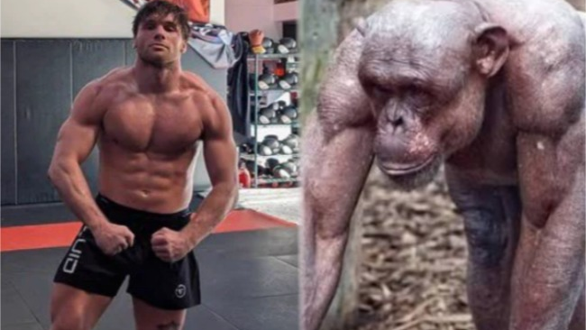 Un combattant MMA va combattre face à un chimpanzé pour 500 000 dollars
